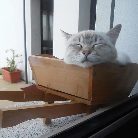 Alma 세나리올로